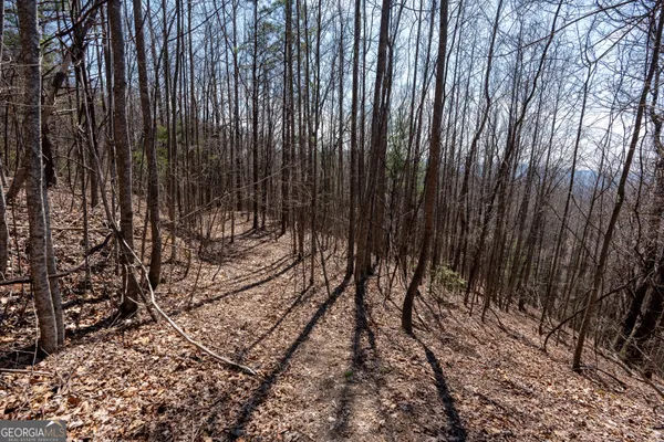 a view of a yard with plants and trees