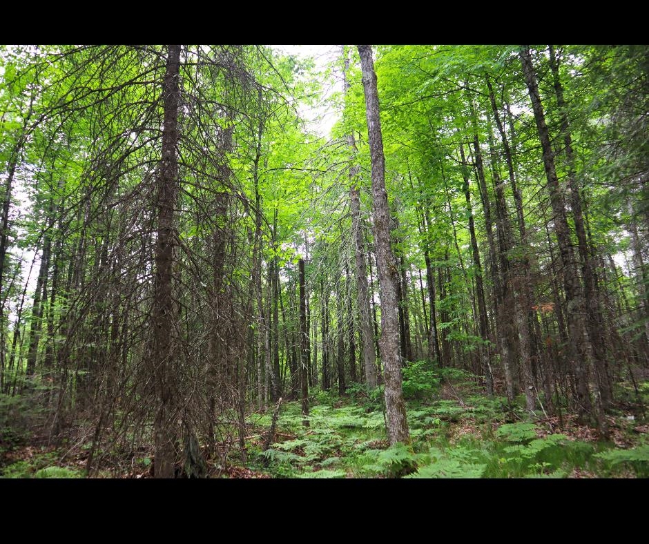 Westberg Road Amberg, WI 54102 - Photo 4 of 7