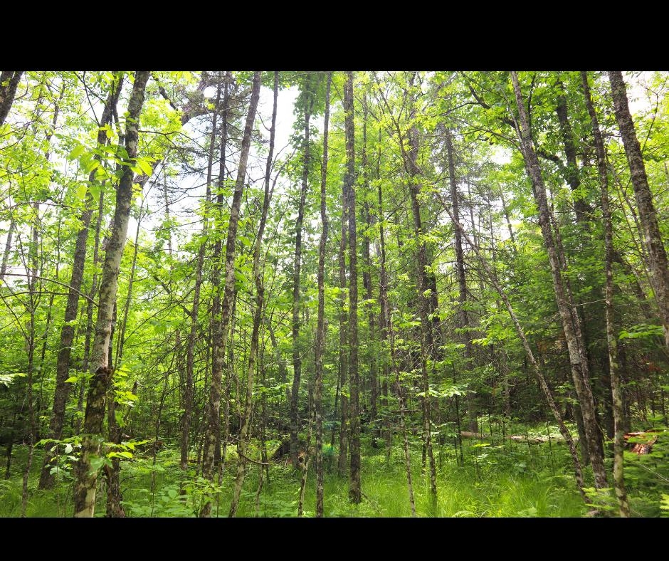 Westberg Road Amberg, WI 54102 - Photo 5 of 7