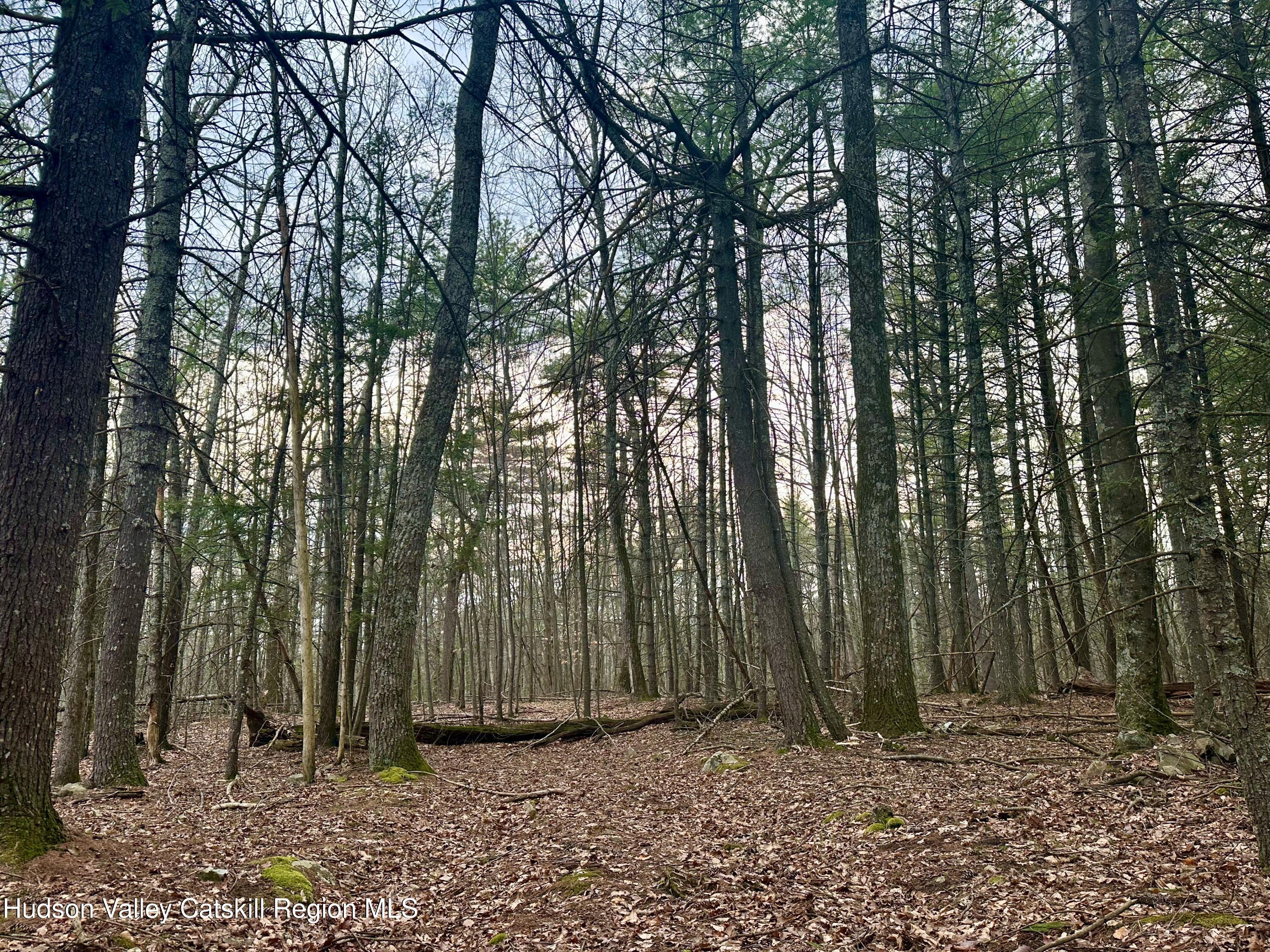 44 Cliff Road Accord, NY 12404 - Photo 2 of 19 a view of a backyard with trees