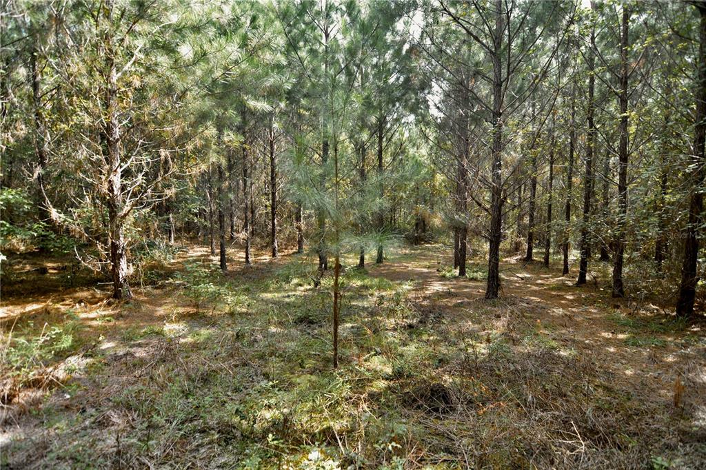 0 Old Federal Road Quincy, FL 32351 - Photo 65 of 81 Gallery Image 65