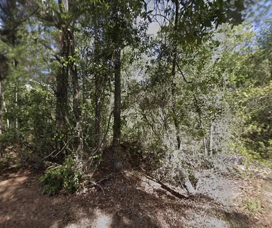 a view of a yard with a tree