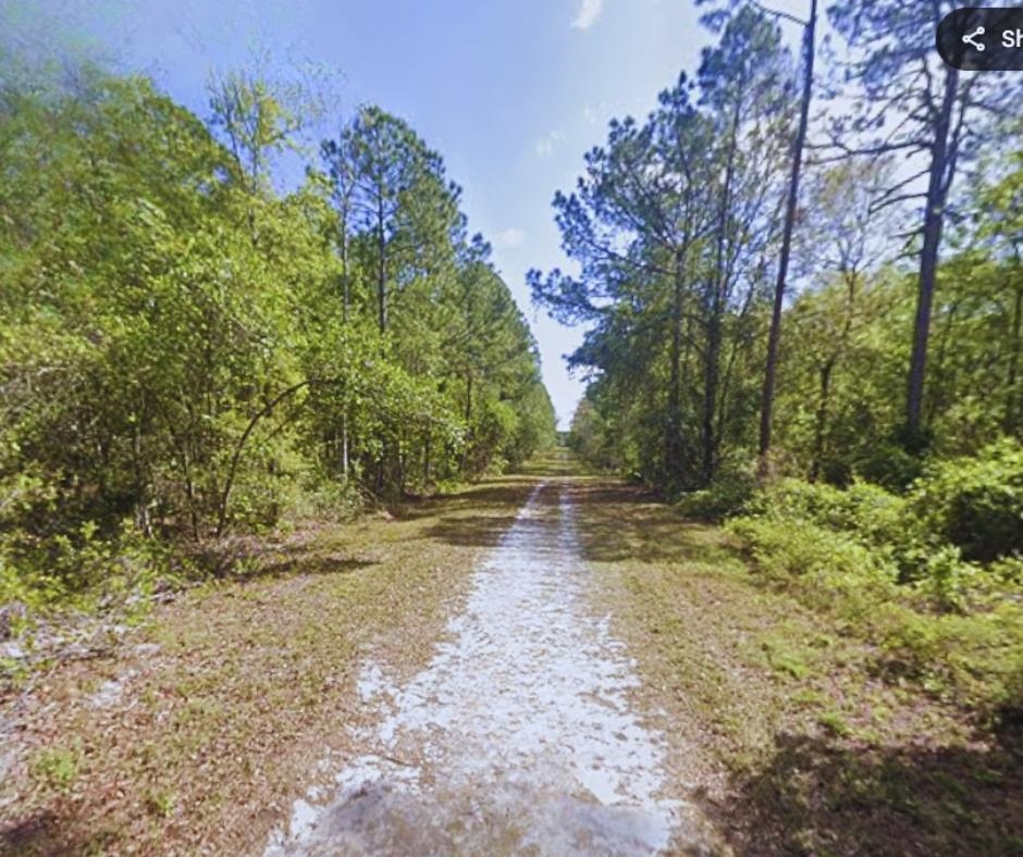 116 Terri Avenue Georgetown, FL 32139 - Photo 3 of 6 a view of a yard with plants and trees
