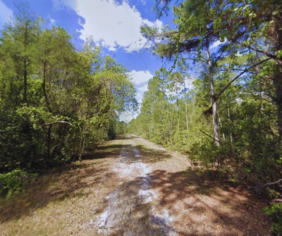 116 Terri Avenue Georgetown, FL 32139 - Photo 4 of 6 a view of a yard with plants and trees