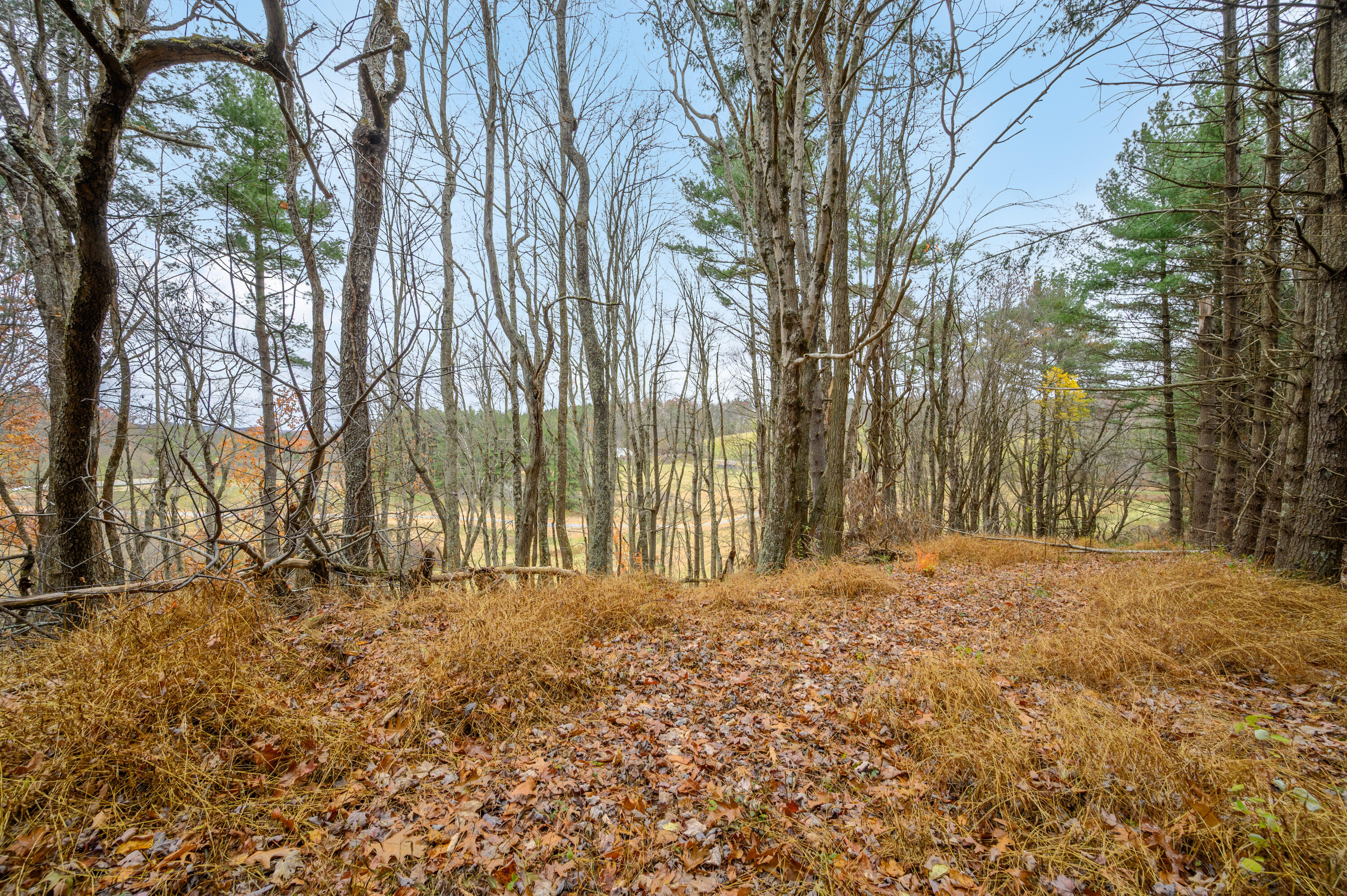 a view of large trees with yard