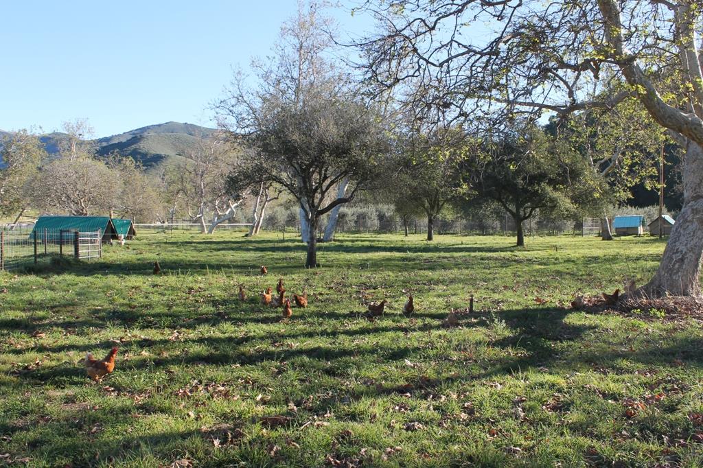 30100 Chualar Canyon Road Chualar, CA 93925 - Photo 13 of 20 a view of a grassy field with trees