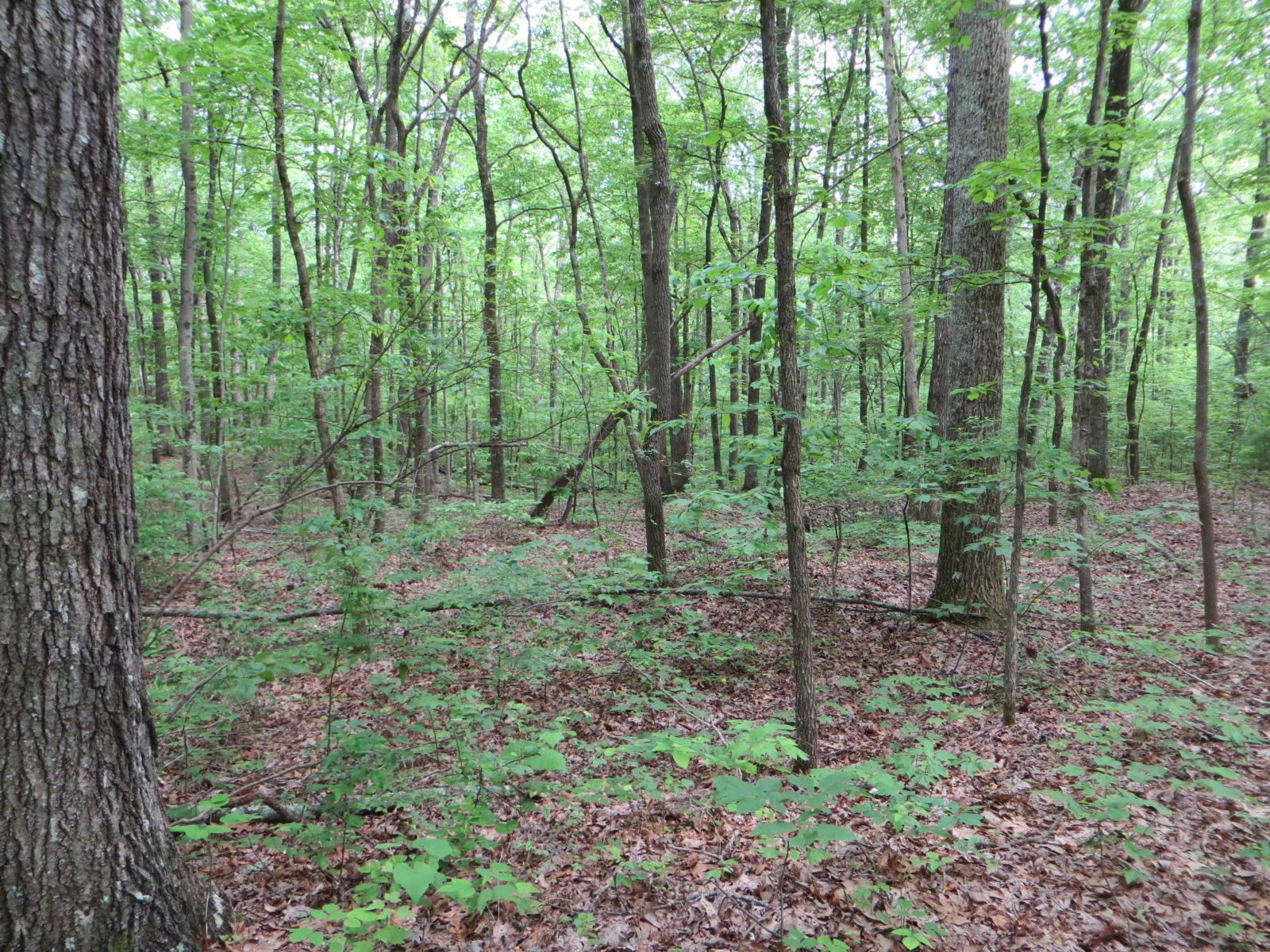 4 Valley View Road, Unit 338 Crossville, TN 38572 - Photo 3 of 11 IMG_0021