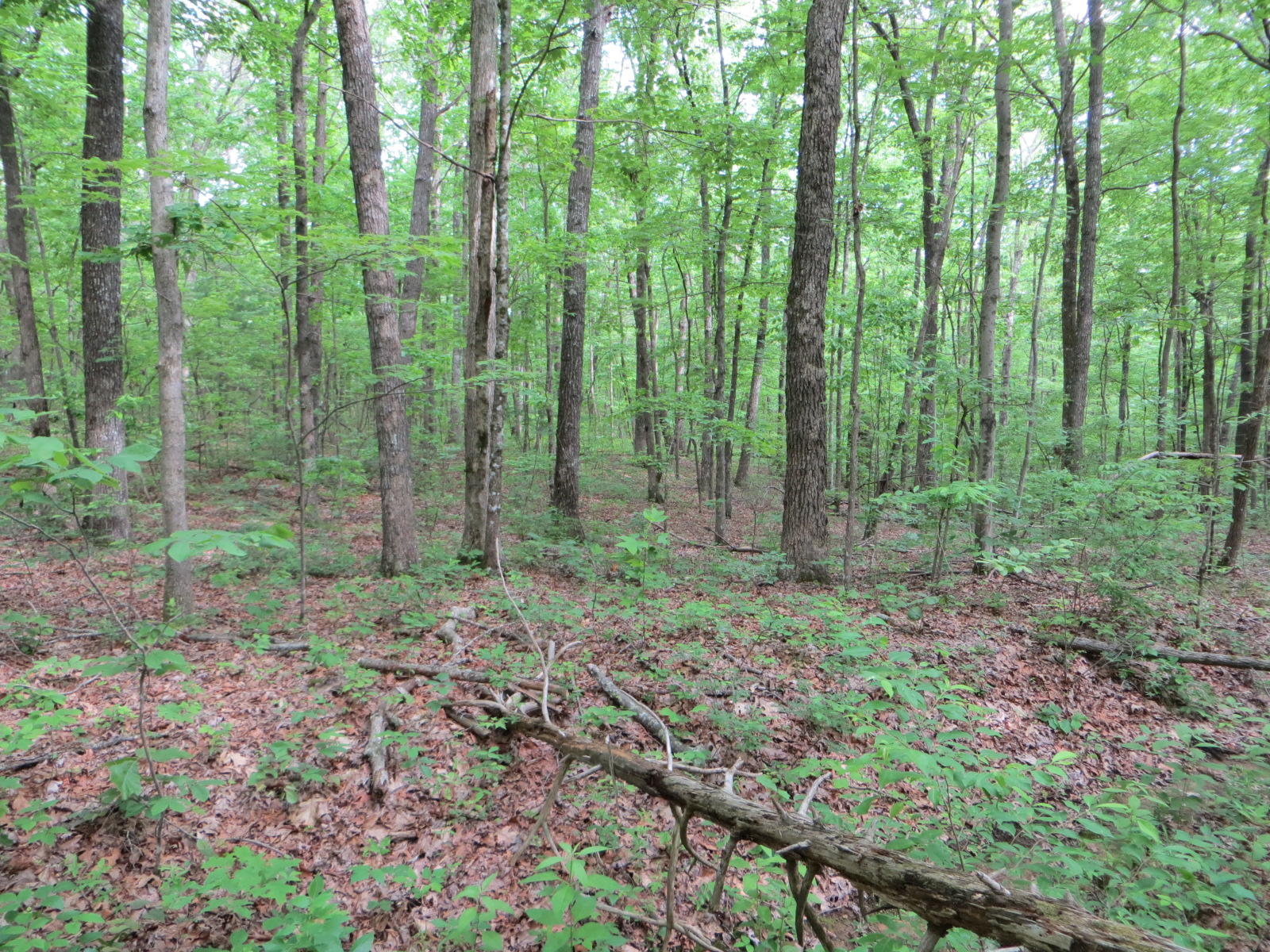 4 Valley View Road, Unit 338 Crossville, TN 38572 - Photo 4 of 11 IMG_0022