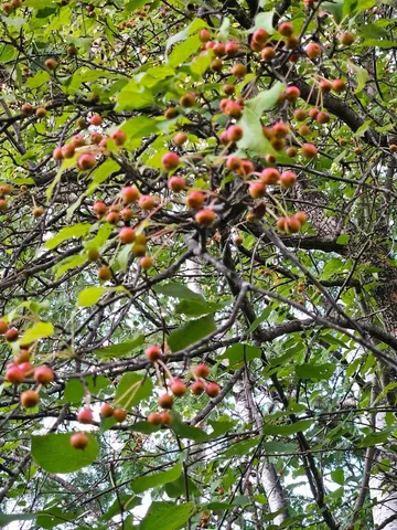 $215,000 | 2351 35th Street Southwest, Baudette, MN 56623