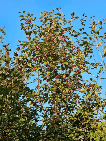 $215,000 | 2351 35th Street Southwest, Baudette, MN 56623