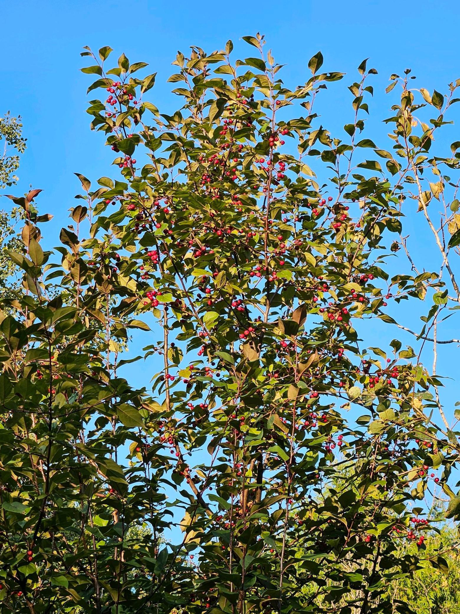 2351 35th Street Southwest Baudette, MN 56623 - Photo 12 of 23