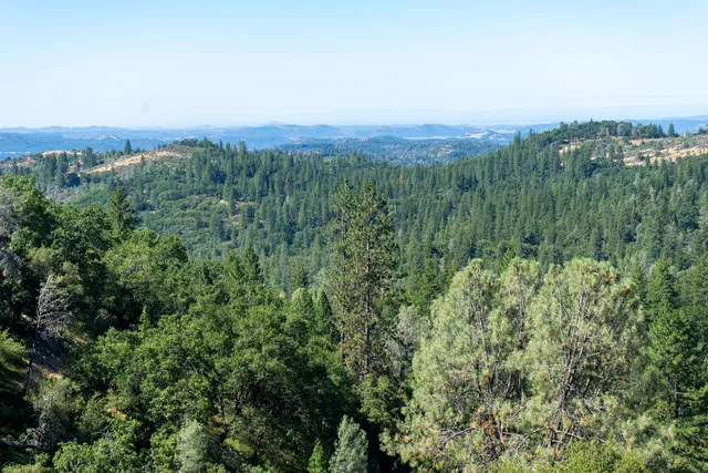 a view of a yard with large trees
