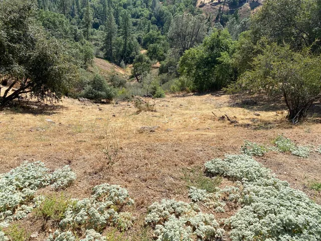 a view of a tree with a yard