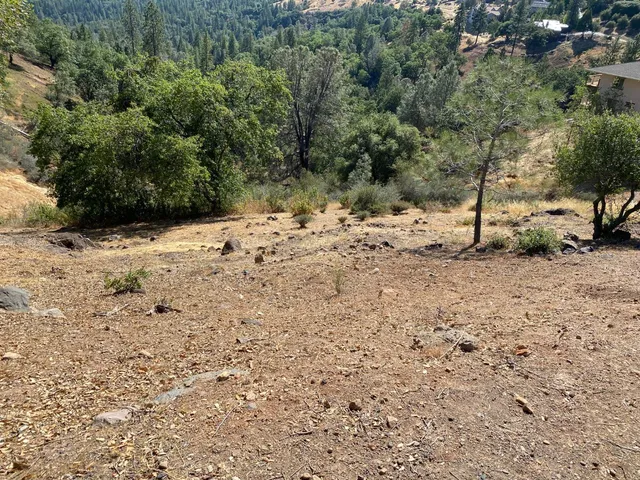 a view of a dry yard with trees