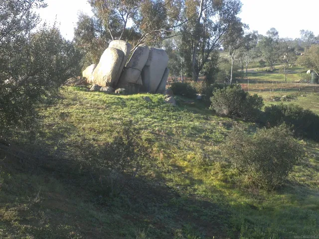 a close up of a trees in a yard