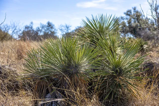 $725,000 | 6623 Starks Road, Mason, TX 76856