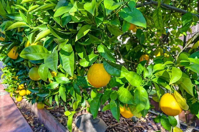 $639,000 | 2558 Heritage Park Lane, Sacramento, CA 95835