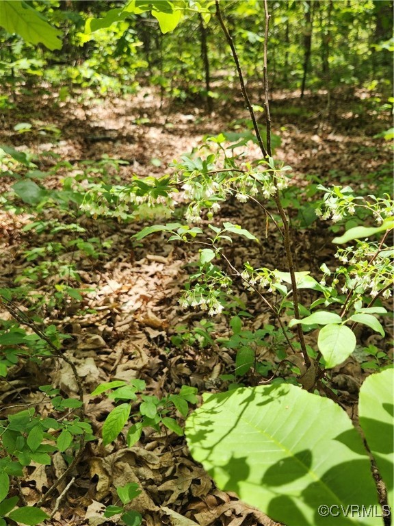 0 Robinson Road Goochland, VA 23063 - Photo 11 of 27 Wild blueberries, both low and high bush were noti