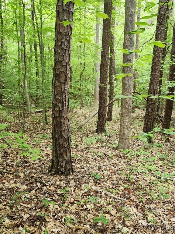 0 Robinson Road Goochland, VA 23063 - Photo 14 of 27 Some of the mixed pine & hardwood