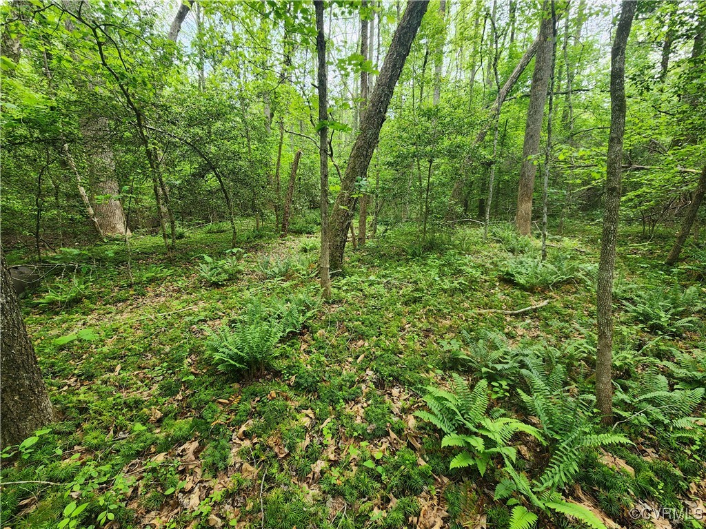 0 Robinson Road Goochland, VA 23063 - Photo 23 of 27 Nice landscape along the spring area.