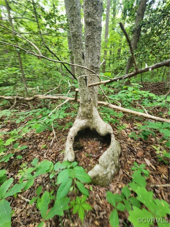 0 Robinson Road Goochland, VA 23063 - Photo 27 of 27 Interesting tree. You need to stop by for a visit