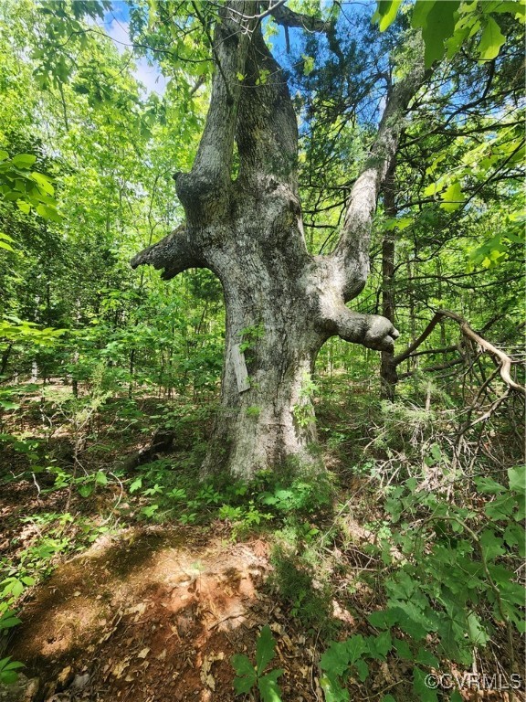 Pretty cool tree in the north west corner.