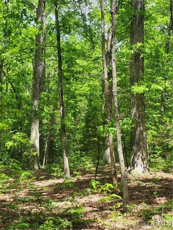 0 Robinson Road Goochland, VA 23063 - Photo 10 of 27 More towering hardwoods.