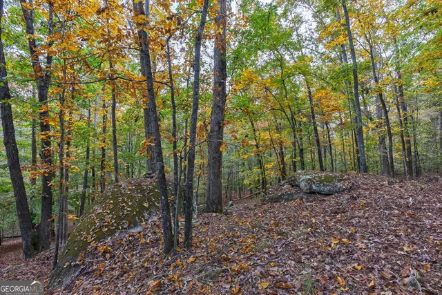 a view of a forest with trees in the background