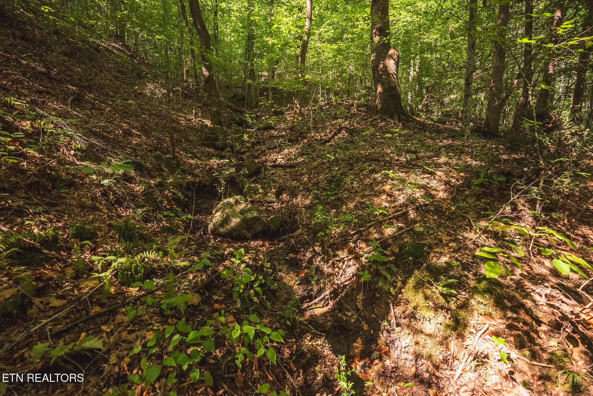 Watson Hollow Road Speedwell, TN 37870 - Photo 13 of 37 DSC03646
