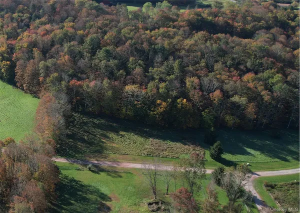 a view of a lush green forest