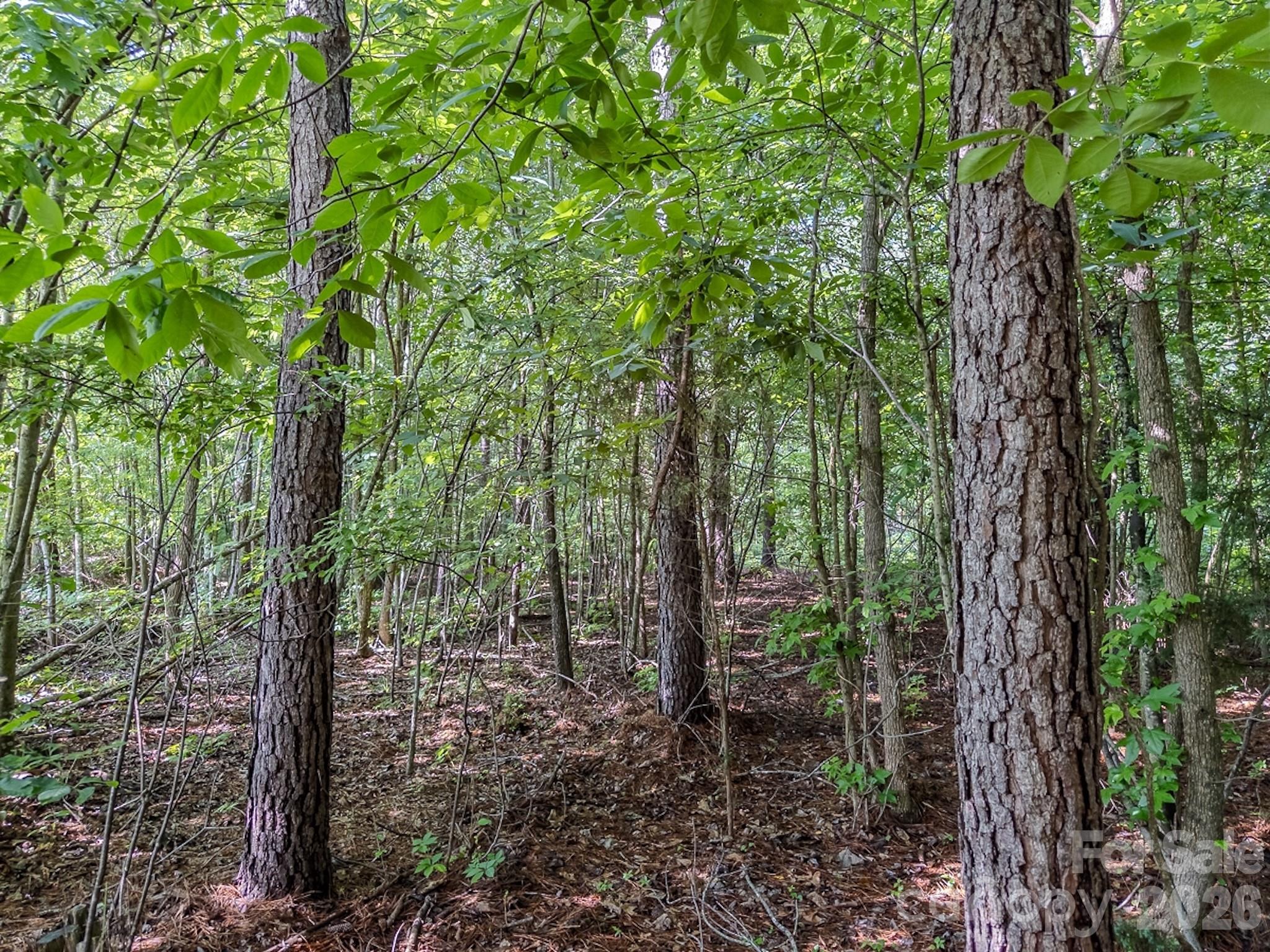 4794 Cauble Road Mount Pleasant, NC 28124 - Photo 13 of 17 a view of forest