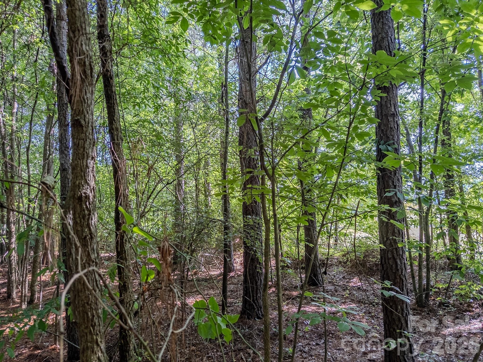 4794 Cauble Road Mount Pleasant, NC 28124 - Photo 14 of 17 a view of a forest with trees