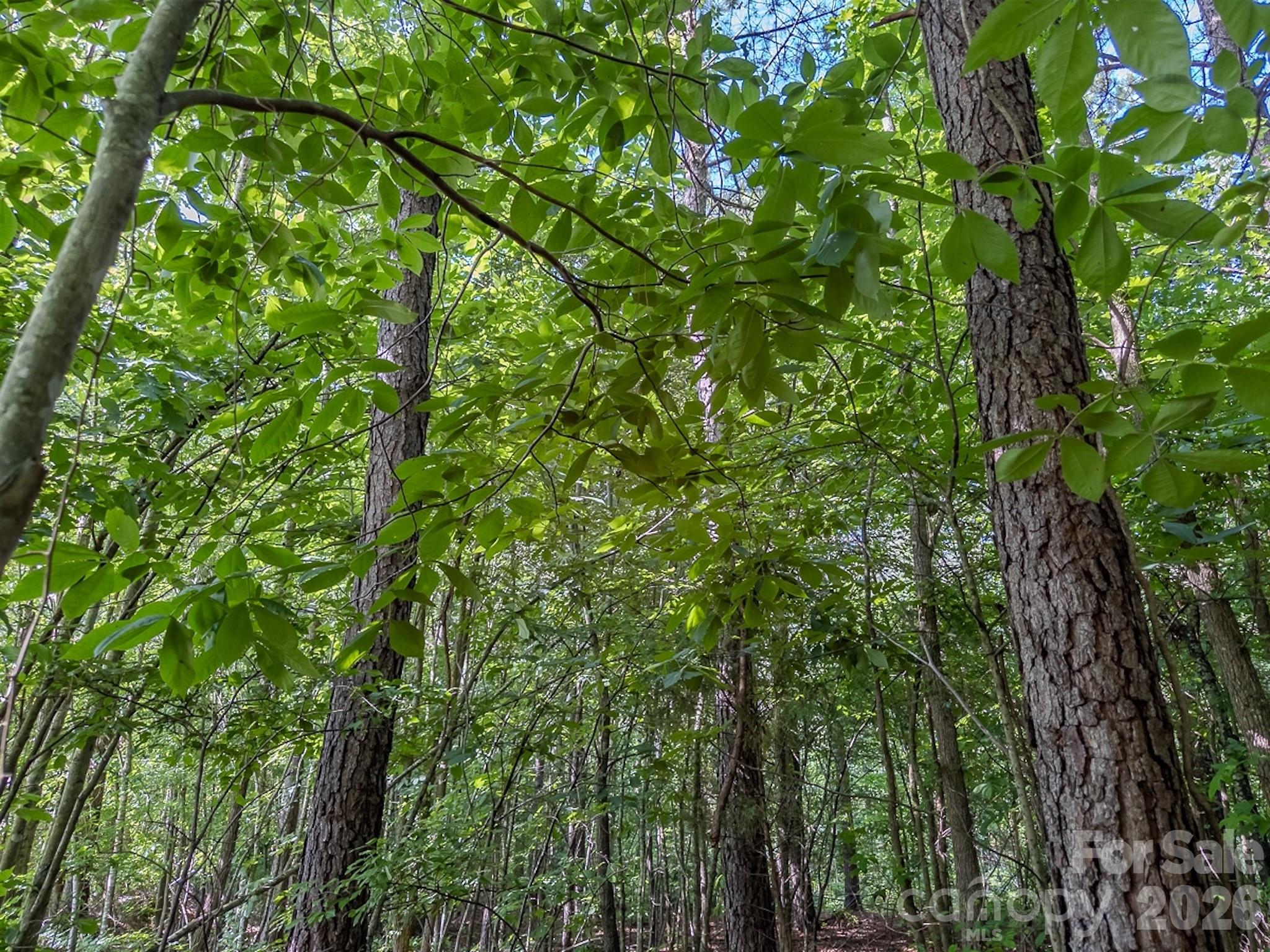 4794 Cauble Road Mount Pleasant, NC 28124 - Photo 15 of 17 a view of a lush green forest