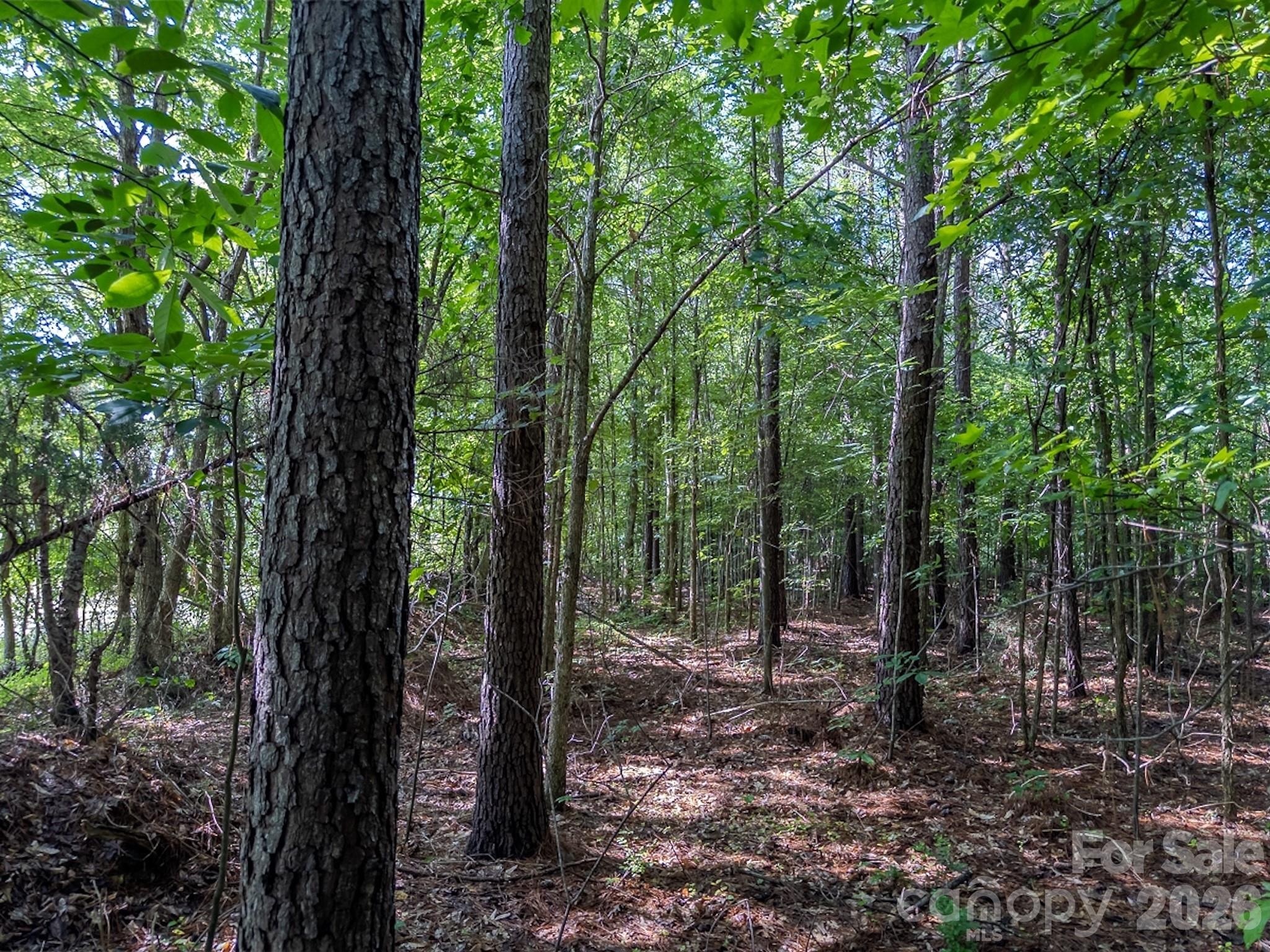 4794 Cauble Road Mount Pleasant, NC 28124 - Photo 16 of 17 a view of a forest with trees in the background