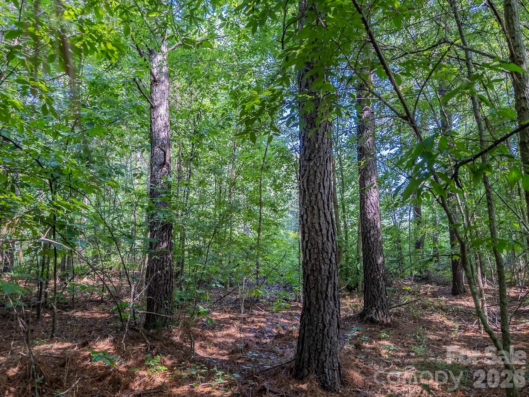 4794 Cauble Road Mount Pleasant, NC 28124 - Photo 17 of 17 a view of a forest