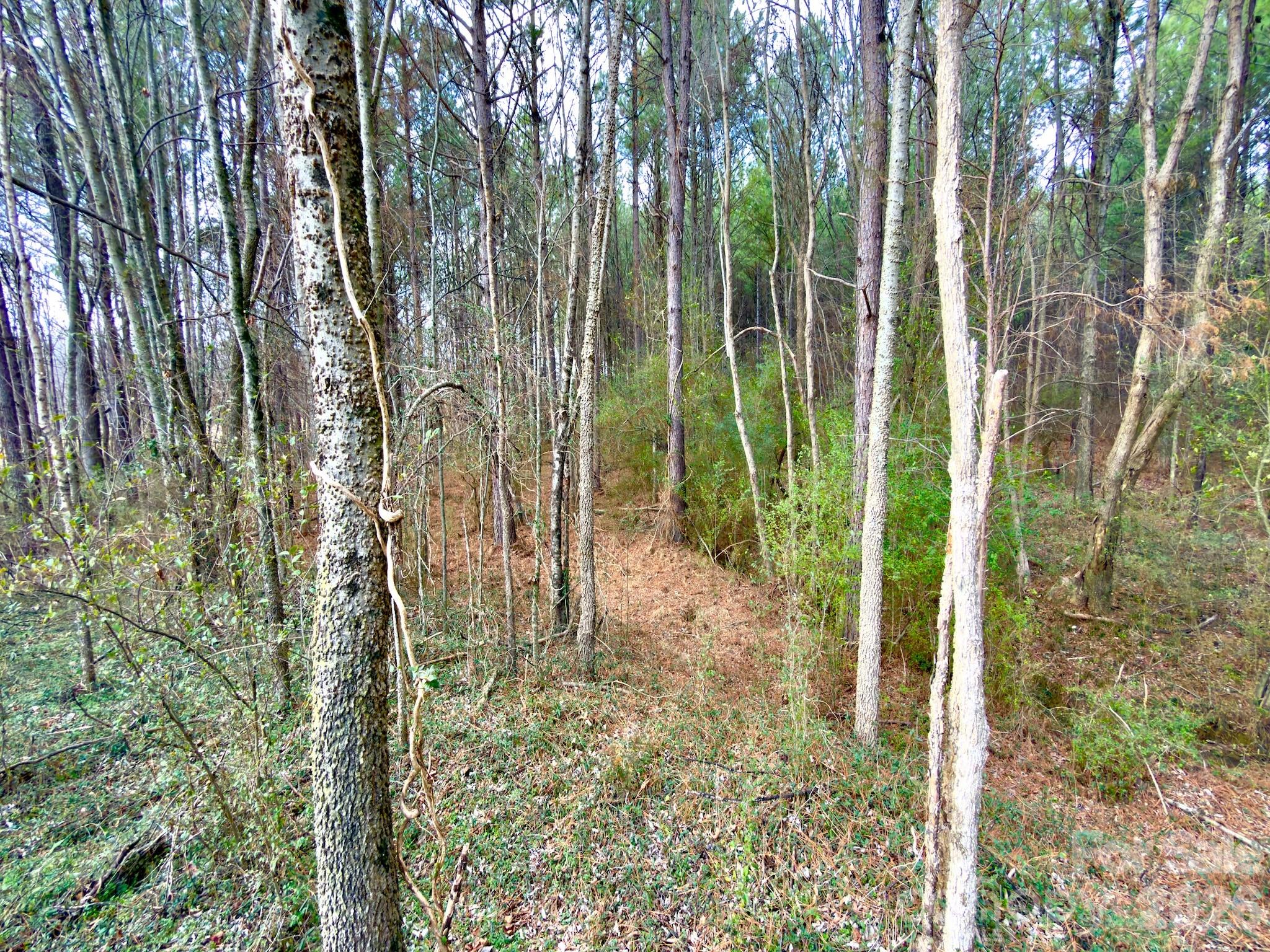 4794 Cauble Road Mount Pleasant, NC 28124 - Photo 10 of 17 a view of a garden with large trees