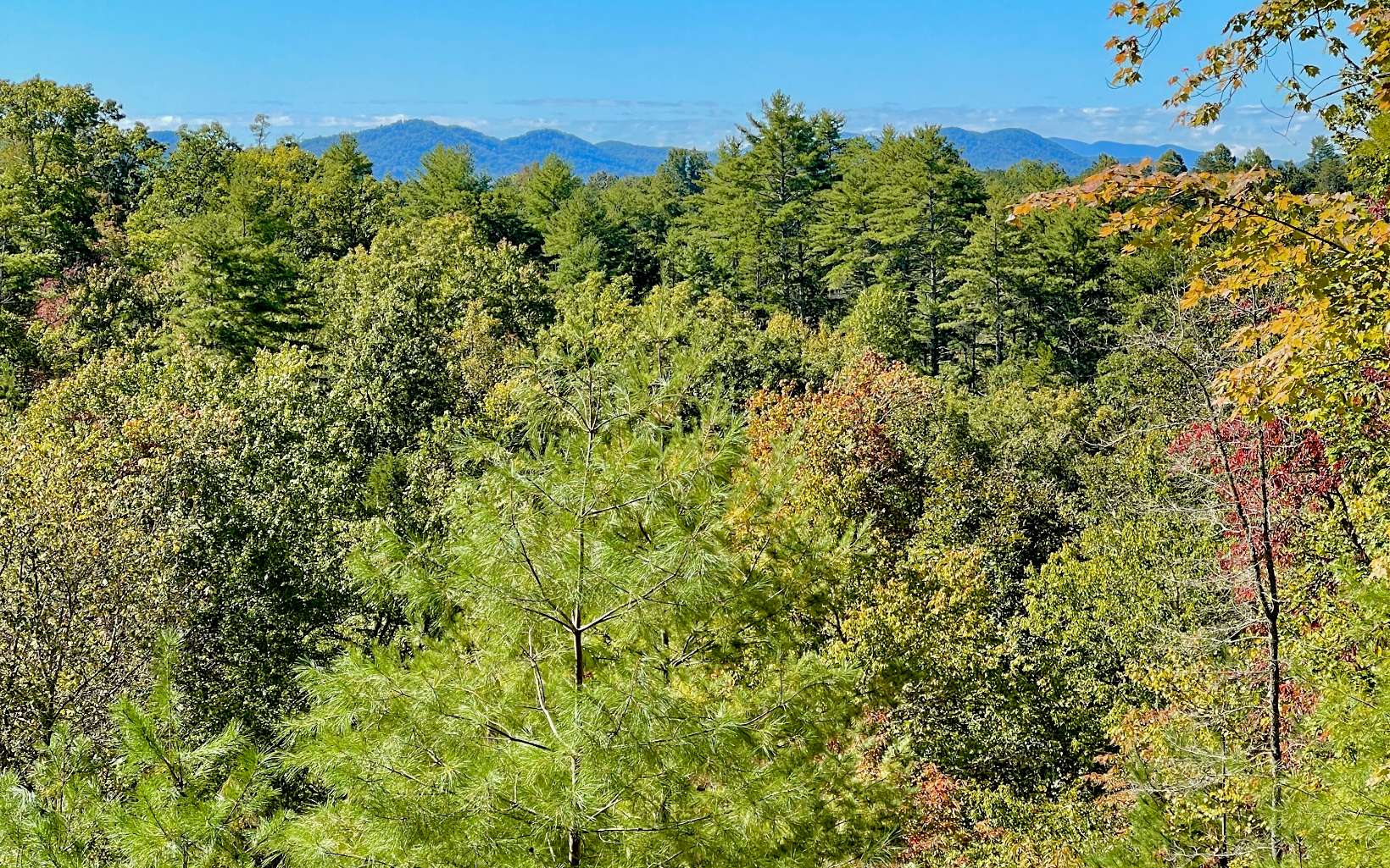 1281 Ranger Road Murphy, NC 28906 - Photo 5 of 23 a view of a large yard with lots of bushes