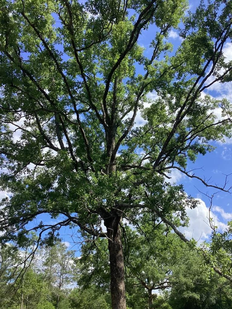 291 Young Road Box Springs, GA 31801 - Photo 2 of 22 a view of a tree with a yard