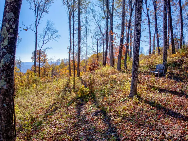 a view of a yard with trees