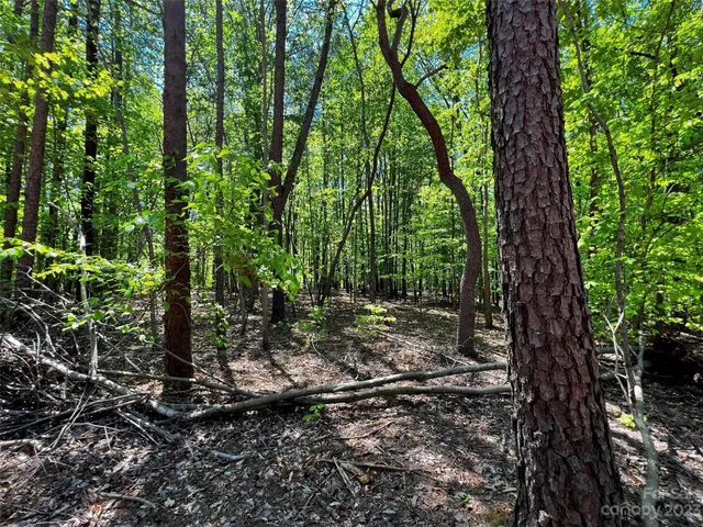 a view of a yard with plants and trees