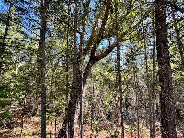 8000 Thompson Creek Road Williams, OR 97544 - Photo 10 of 10 a view of forest