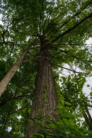 0 Mountain Valley Road, Unit TR5 Eidson, TN 37731 - Photo 20 of 23 DSC_5040