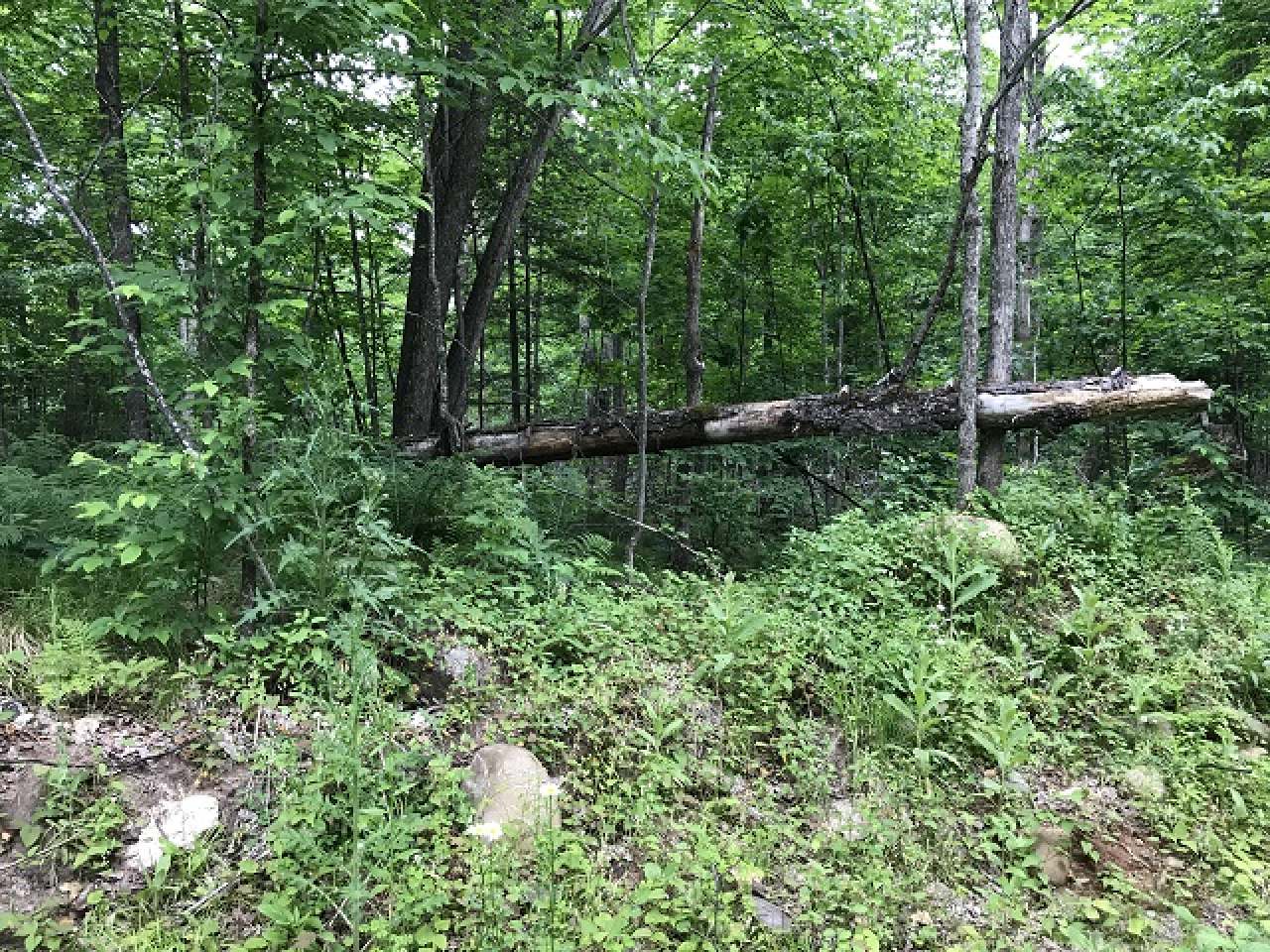 Tbd Off Hadley Road Mercer, WI 54547 - Photo 20 of 27 Gallery Image 20