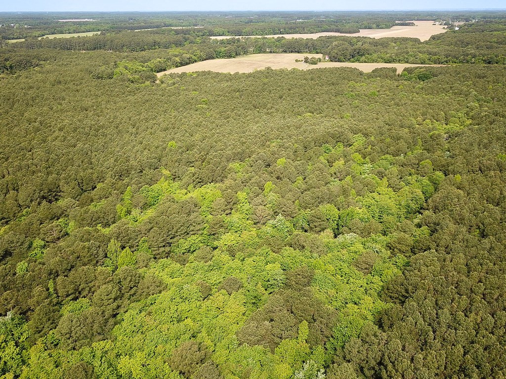 1.75-ac 1.75-ac Kegotank Road, Unit 2 Bloxom, VA 23308 - Photo 5 of 18