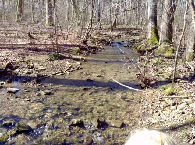 720 Miller Road Signal Mountain, TN 37377 - Photo 83 of 118 Creek