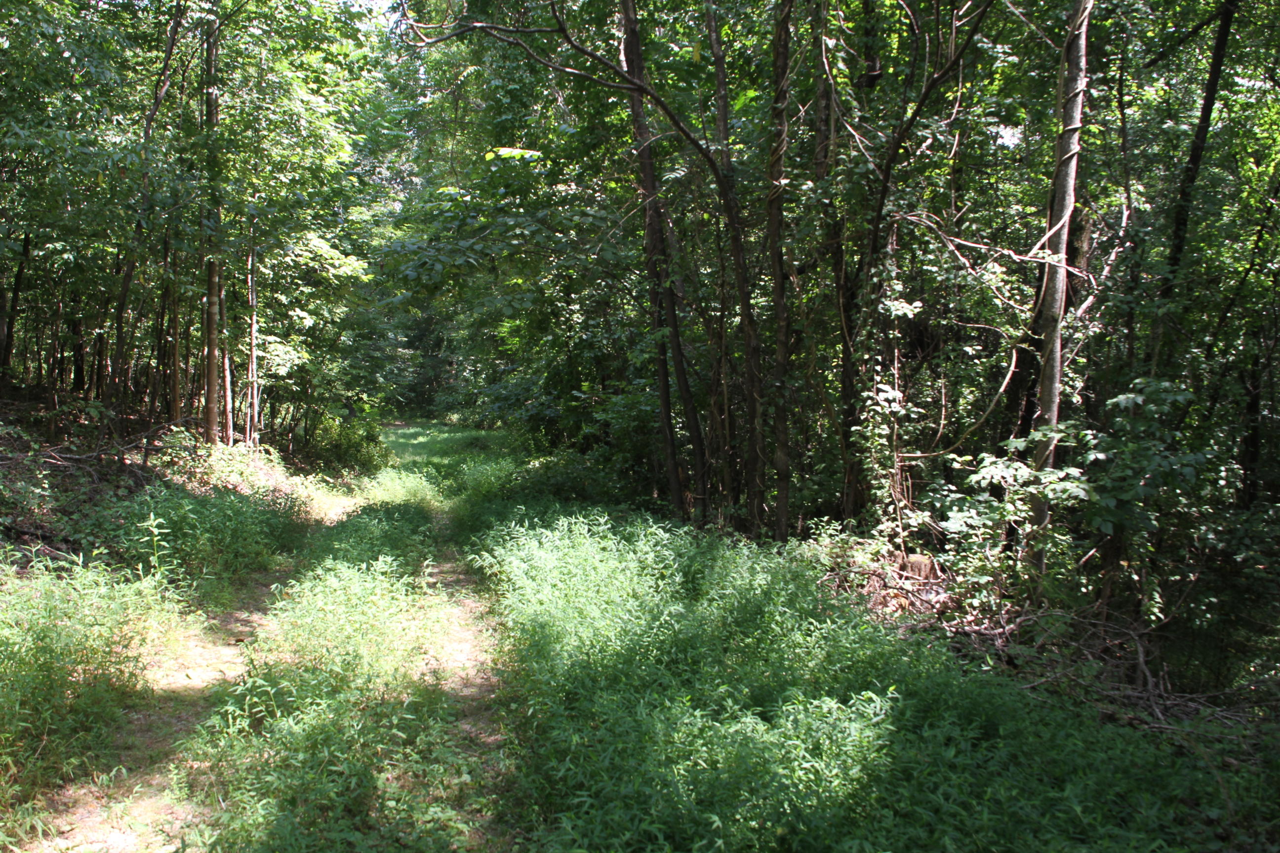 0 Carter Holw Road Blue Ridge, VA 24064 - Photo 13 of 17 a view of a forest with a tree