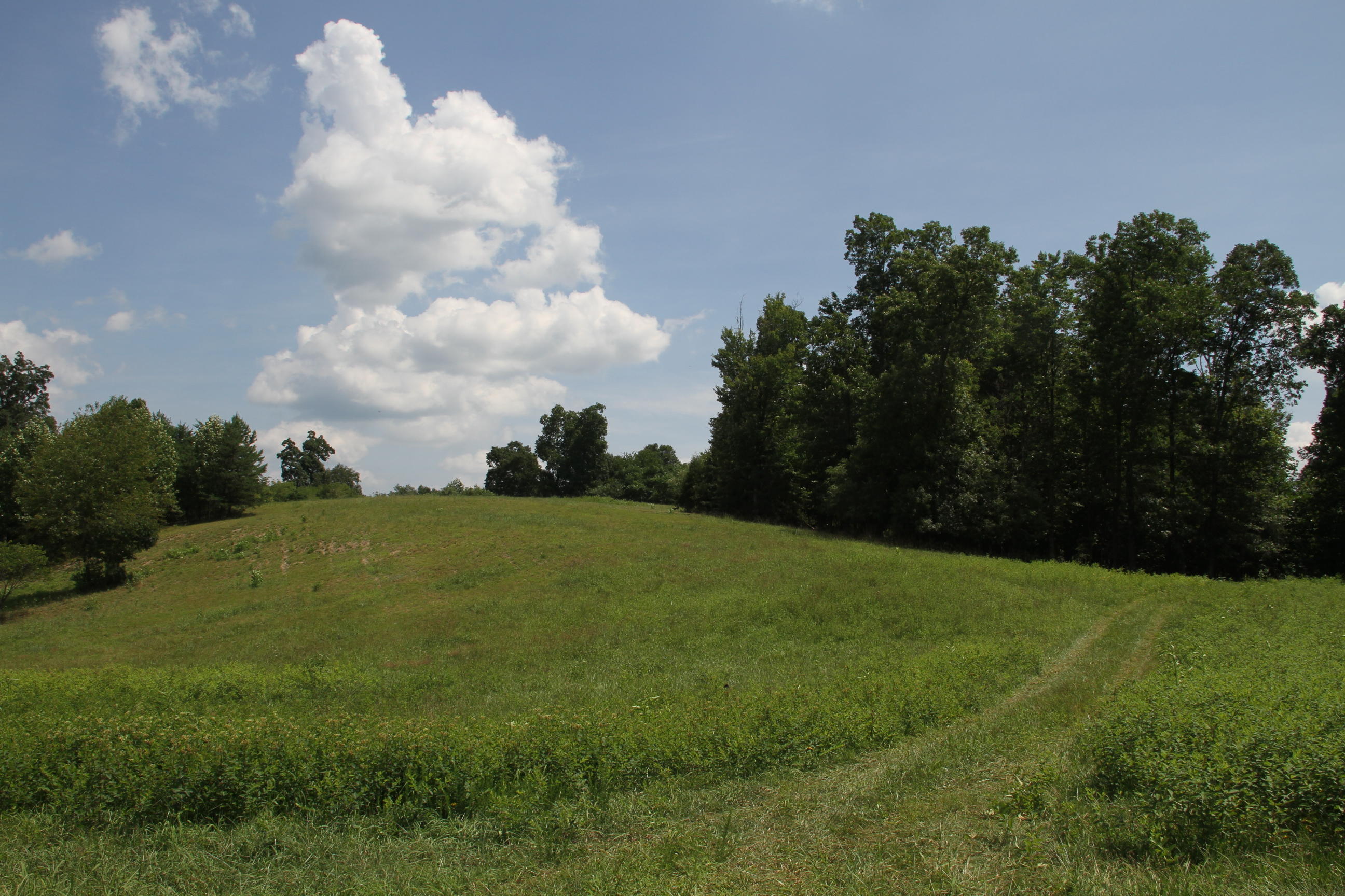 0 Carter Holw Road Blue Ridge, VA 24064 - Photo 3 of 17 a view of a field of grass and trees