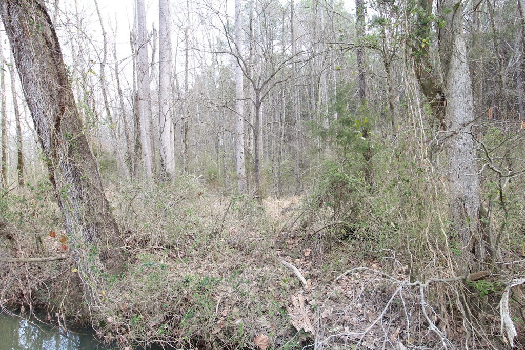 0 Davis Road Southeast Old Fort, TN 37362 - Photo 6 of 12 a view of a yard with trees
