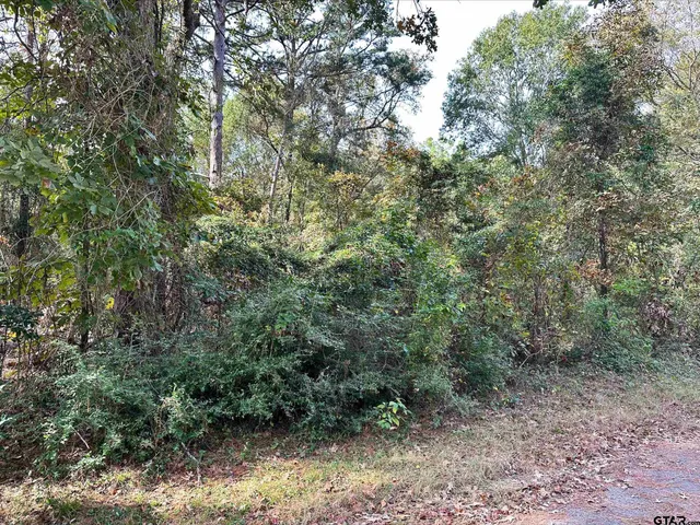 a view of a forest with a tree