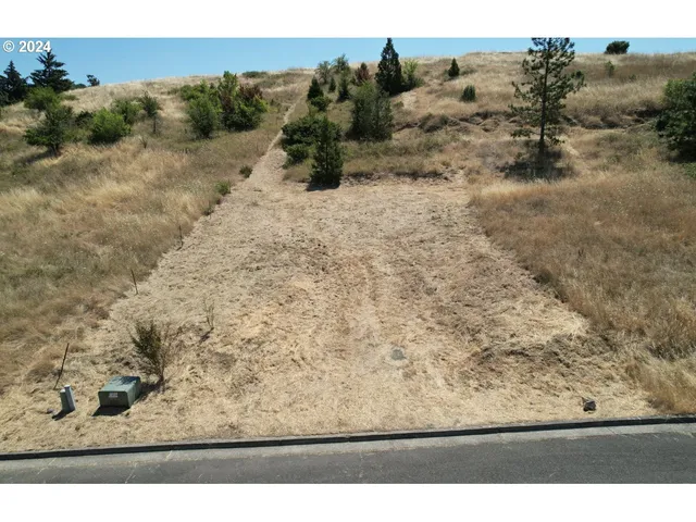 a view of a dry yard with trees